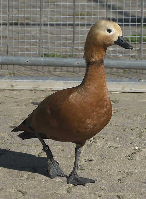 孙颖莎和王